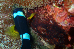 P6220776-1
