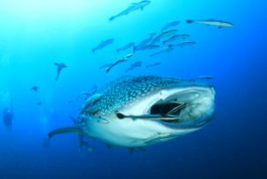 whaleshark-diver-2